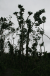 Hurricane Damaged Trees El