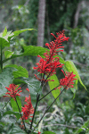 Cardinal's Guard (Odontonema cuspidatum)