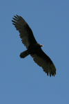 Turkey Vulture (Cathartes aura)