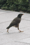 Common Myna (Acridotheres tristis)