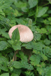 Mushroom (Macrolepiota sp.)