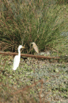 Yellow-billed Egret (Ardea intermedia brachyrhyncha)