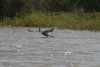 Mainland African Darter (Anhinga rufa rufa)