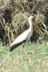 Yellow-billed Stork (Mycteria ibis)