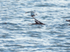 Common Tern (Sterna hirundo)