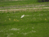 Great Egret (Ardea alba)