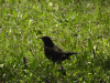 Common Blackbird (Turdus merula)