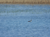 Great Crested Grebe (Podiceps cristatus)