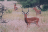 Common Impala (Aepyceros melampus melampus)