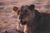 Panthera leo