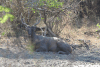 Sri Lankan Sambar Deer (Rusa unicolor unicolor)