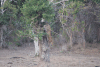 Sri Lankan Leopard (Panthera pardus kotiya)