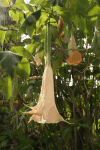 Trumpet Flower (Brugmansia sp.)