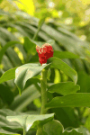 Spiked Spiral-flag (Costus spicatus)