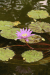 Water Lily