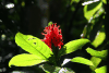 Pachystachys coccinea