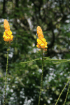 Candelabra Bush (Senna alata)