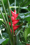 Heliconia (Heliconia sp.)