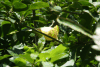 Golden Chalice Vine (Solandra maxima)