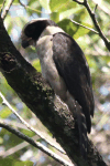 Laughing Falcon (Herpetotheres cachinnans)