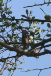 Golden-tailed Woodpecker (Campethera abingoni)