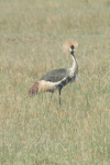 East African Crowned Crane (Balearica regulorum gibbericeps)