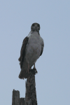 Augur Buzzard (Buteo augur)