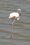 Phoenicopterus roseus