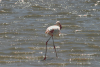 Greater Flamingo