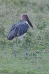 Marabou Stork (Leptoptilos crumenifer)