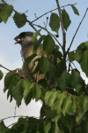 Speckled Mousebird (Colius striatus)