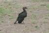 Southern Ground Hornbill (Bucorvus leadbeateri)