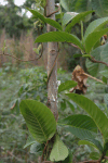 Rubber Tree (Hevea brasiliensis)