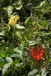 Gloriosa superba