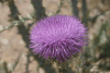 Thistle