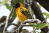 Village Weaver (Ploceus cucullatus)