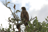 Grasshopper Buzzard (Butastur rufipennis)