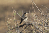 Northern Wheatear (Oenanthe oenanthe)