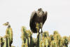 White-backed Vulture (Gyps africanus)