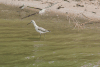 Common Greenshank (Tringa nebularia)