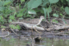 Wood Sandpiper (Tringa glareola)