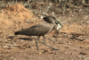 Common Hamerkop (Scopus umbretta umbretta)