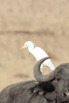 Western Cattle Egret (Bubulcus ibis ibis)