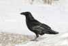 Corvus corax