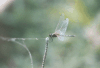 Trithemis pallidinervis