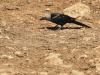 Somali Starling (Onychognathus blythii)