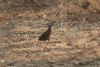 Natal Francolin (Pternistis natalensis)