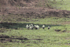 African Sacred Ibis (Threskiornis aethiopicus)