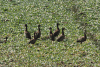 White-faced Whistling Duck (Dendrocygna viduata)