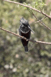 Common Giant Kingfisher (Megaceryle maxima maxima)